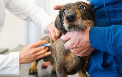 Zdjęcie do Harmonogram szczepienia ps&oacute;w przeciwko wściekliźnie