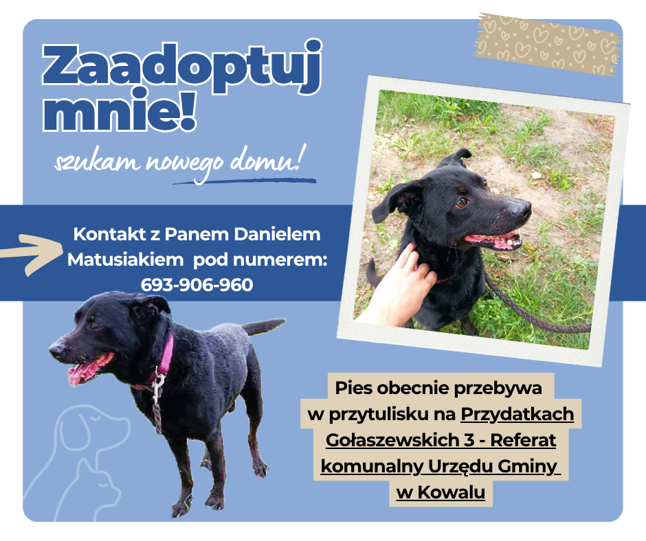 Niebieski_Nowoczesny_Adopcja_Psa_Post_Facebook