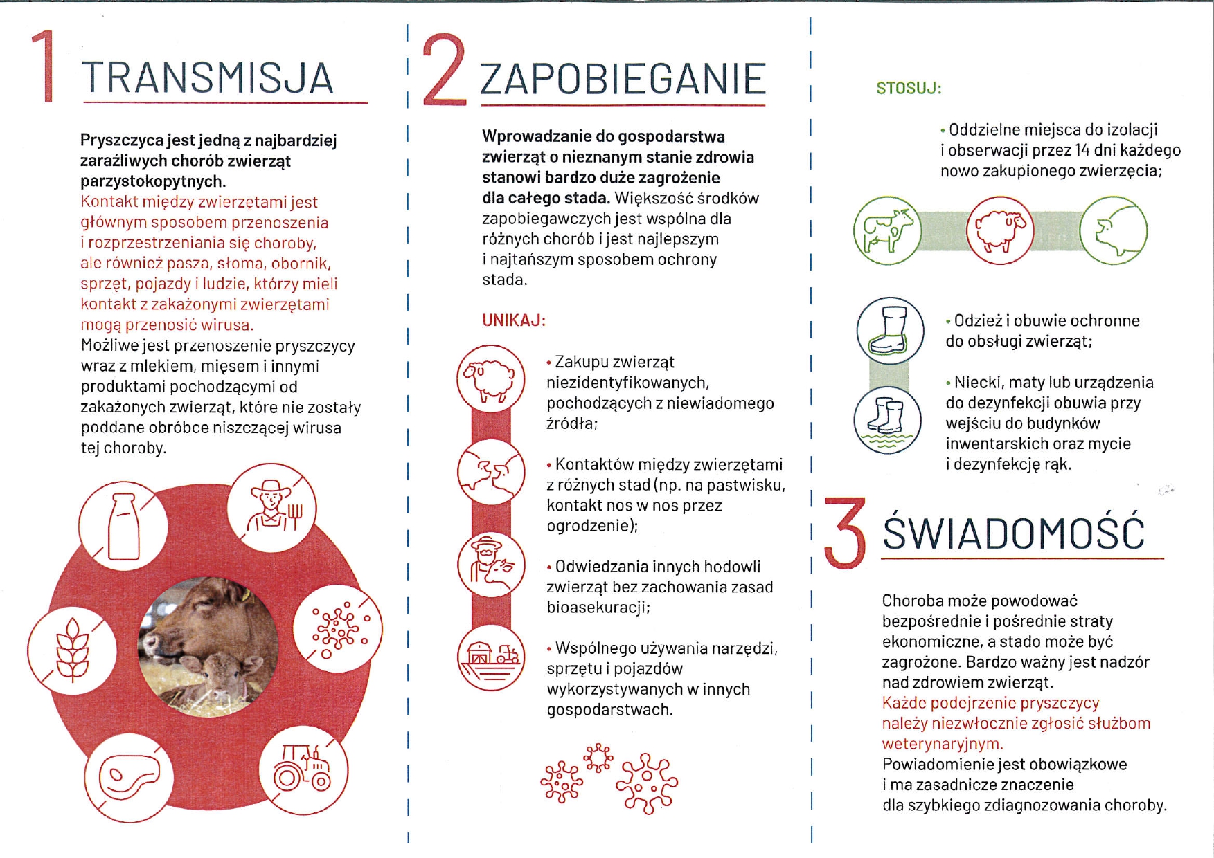 pryszczyca_11-04-_2