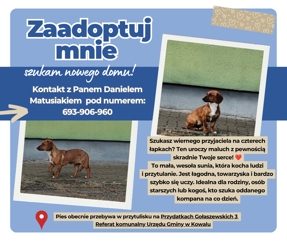 Niebieski_Nowoczesny_Adopcja_Psa_Post_Facebook