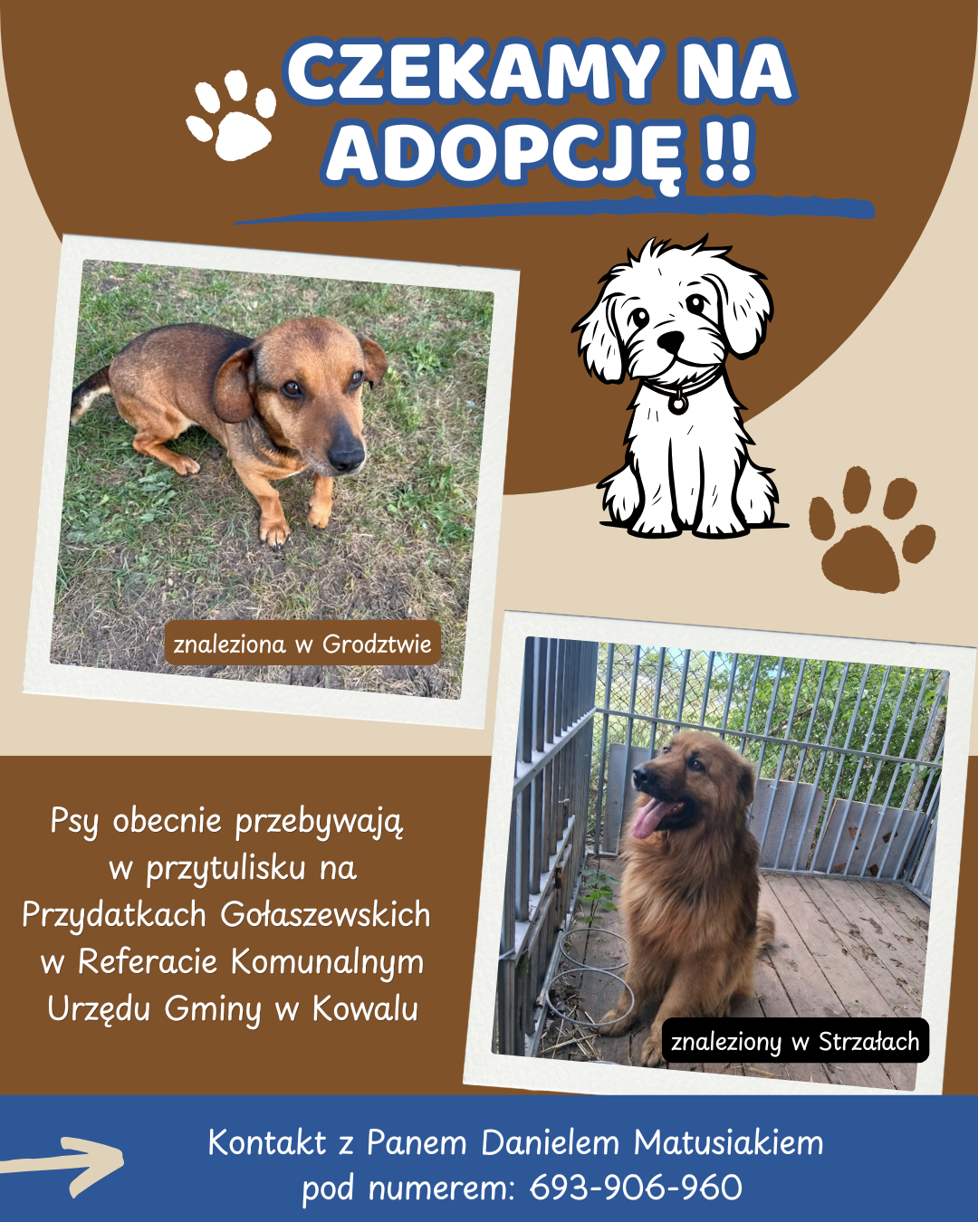 adopcja_psy