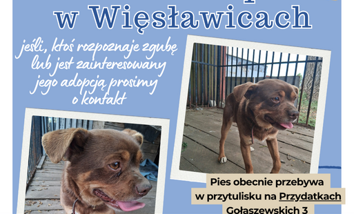 Zdjęcie do Zagubiony pies w Więsławicach