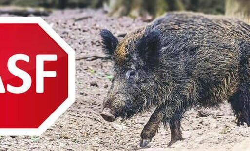 Zdjęcie do &nbsp; AFRYKAŃSKI POM&Oacute;R ŚWIŃ!!!