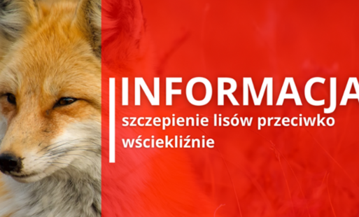 Zdjęcie do Szczepienie lis&oacute;w - Informacja