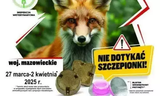 Zdjęcie do Szczepienie lis&oacute;w przeciwko wściekliźnie