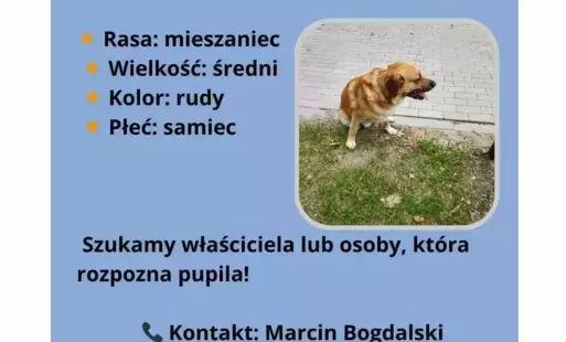 Zdjęcie do Poszukiwany właściciel psa