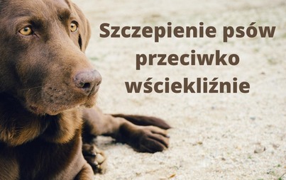 Zdjęcie do Szczepienia ps&oacute;w przeciwko wściekliźnie