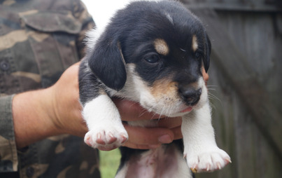 Zdjęcie do Kolejne porzucone psy