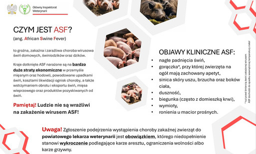 Zdjęcie do Afrykański pom&oacute;r świń