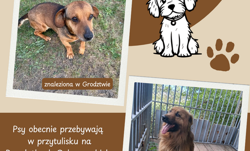 Zdjęcie do Zachęcamy do adopcji
