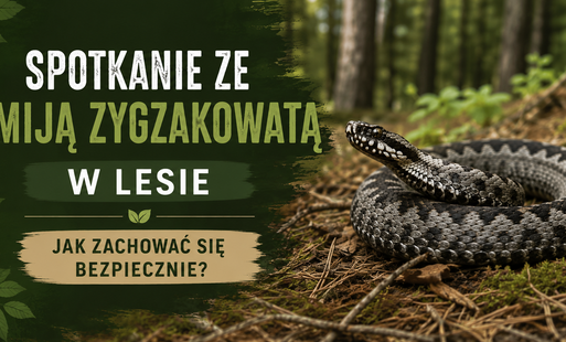 Spotkanie ze żmiją zygzakowatą w lesie. Jak zachować się bezpiecznie?