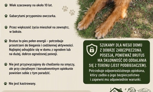 Brutus szuka domu!