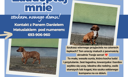 Zdjęcie do Zagubiona sunia z Grabkowa