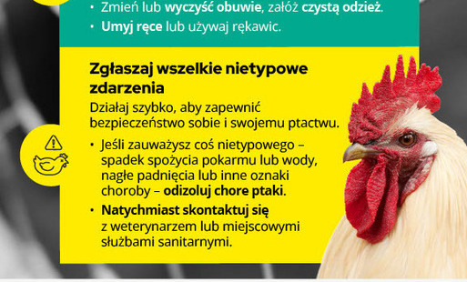 Zdjęcie do CHROŃ przed ptasią grypą! &nbsp;