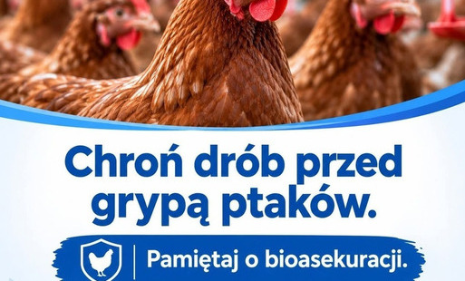 Zdjęcie do Rozporządzenie Nr 48/2026 Wojewody Kujawsko-Pomorskiego z dnia 21 października 2026 r. w sprawie zarządzenia środk&oacute;w podejmowanych w związku z ryzykiem wystąpienia wysoce zjadliwej grypy ptak&oacute;w i rzekomego pomoru drobiu na terenie wojew&oacute;dztwa kujawsko-pomorskiego