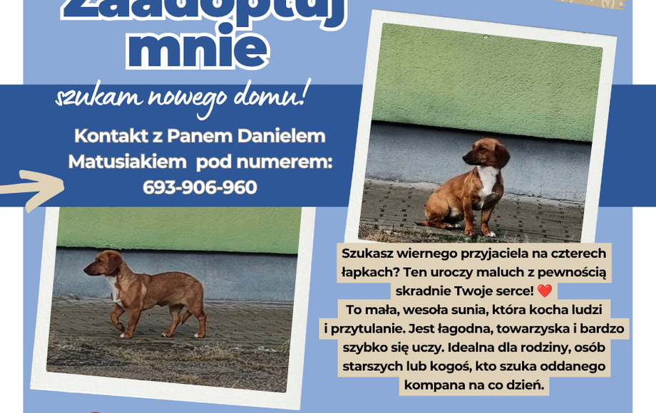 Poszukiwana zagubiona sunia z Grabkowa